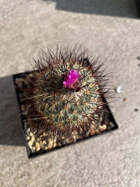Gymnocactus viereckii lau